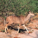 Moremi - Kudu